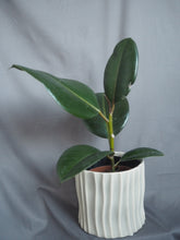 Load image into Gallery viewer, IMG_2037.JPG
