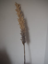 Load image into Gallery viewer, Single Stem Ombre Faux Pampas Grass - 1m
