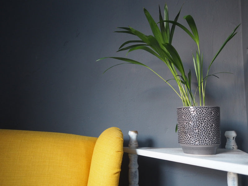 Six Reasons Why House Plants Are Good For You